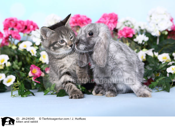 Ktzchen und Kaninchen / kitten and rabbit / JH-24040