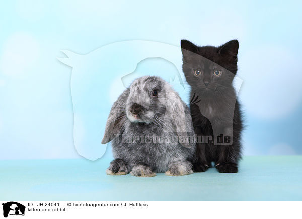 Ktzchen und Kaninchen / kitten and rabbit / JH-24041