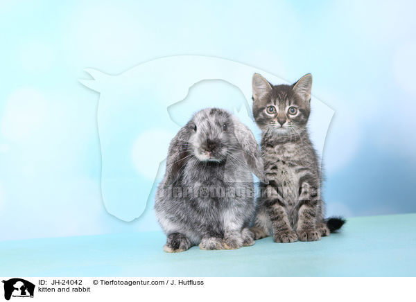 Ktzchen und Kaninchen / kitten and rabbit / JH-24042