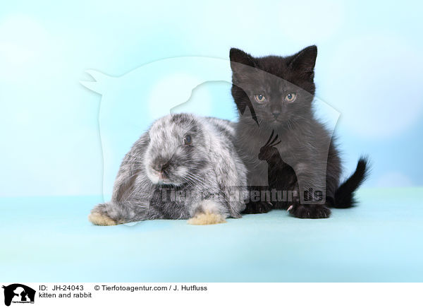 Ktzchen und Kaninchen / kitten and rabbit / JH-24043