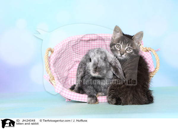 Ktzchen und Kaninchen / kitten and rabbit / JH-24048