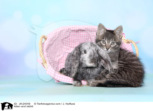 Ktzchen und Kaninchen / kitten and rabbit / JH-24049