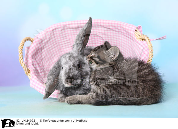 Ktzchen und Kaninchen / kitten and rabbit / JH-24052