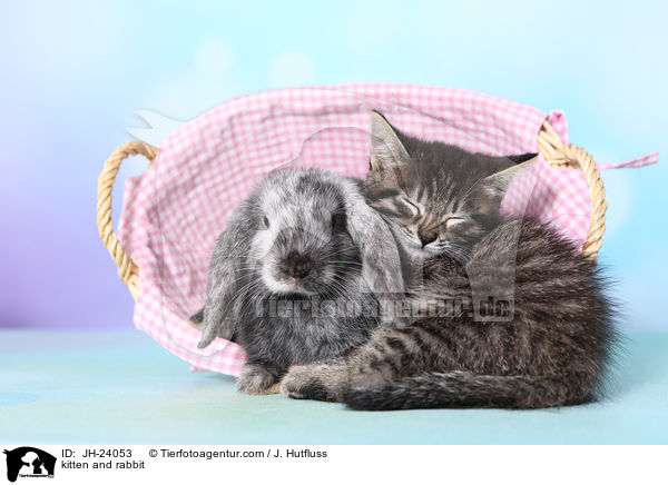 Ktzchen und Kaninchen / kitten and rabbit / JH-24053