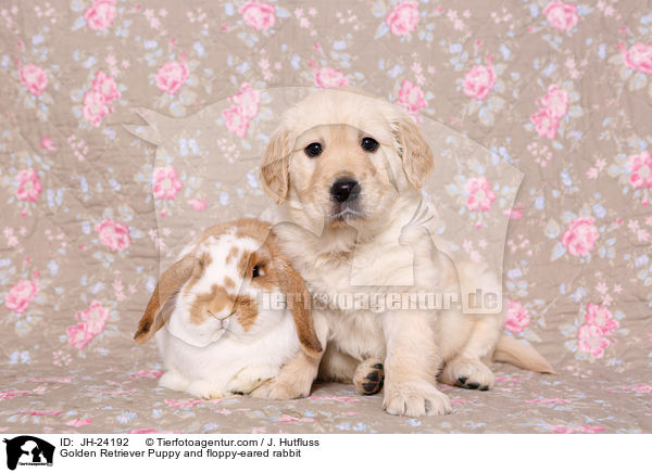 Golden Retriever Puppy and floppy-eared rabbit / JH-24192