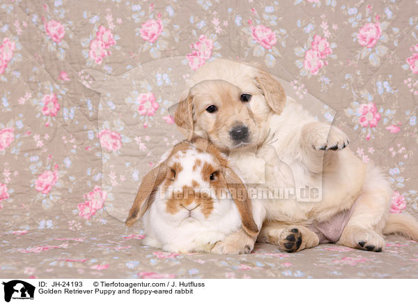 Golden Retriever Puppy and floppy-eared rabbit / JH-24193