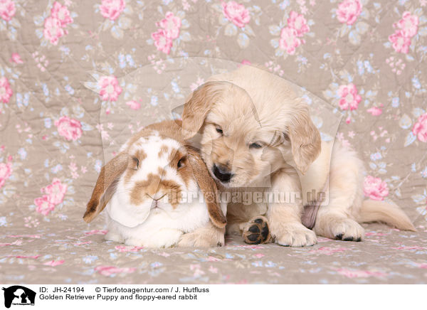 Golden Retriever Welpe und Widderkaninchen / Golden Retriever Puppy and floppy-eared rabbit / JH-24194