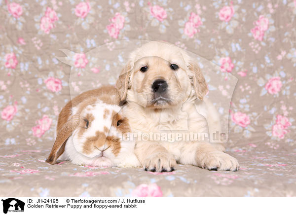 Golden Retriever Welpe und Widderkaninchen / Golden Retriever Puppy and floppy-eared rabbit / JH-24195