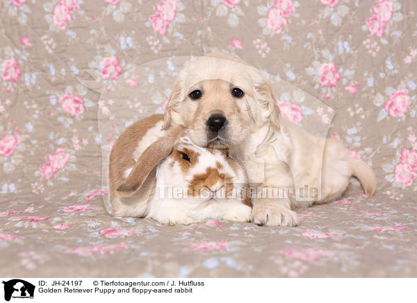 Golden Retriever Puppy and floppy-eared rabbit / JH-24197