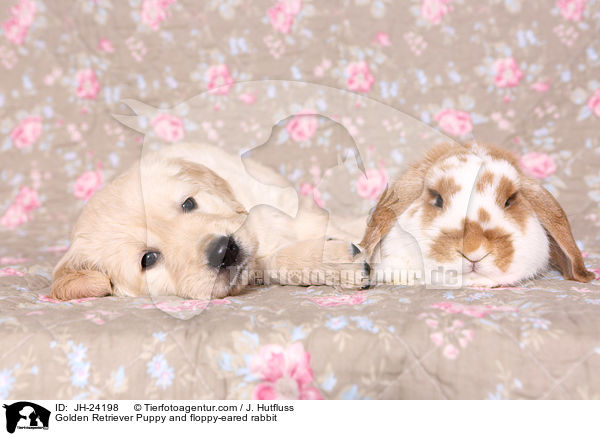 Golden Retriever Welpe und Widderkaninchen / Golden Retriever Puppy and floppy-eared rabbit / JH-24198