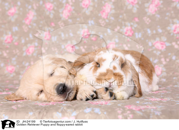 Golden Retriever Welpe und Widderkaninchen / Golden Retriever Puppy and floppy-eared rabbit / JH-24199