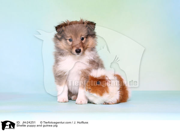 Sheltie Welpe und Meerschweinchen / Sheltie puppy and guinea pig / JH-24251