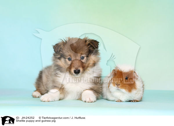 Sheltie Welpe und Meerschweinchen / Sheltie puppy and guinea pig / JH-24252