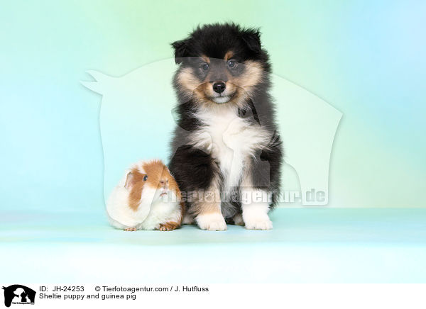 Sheltie Welpe und Meerschweinchen / Sheltie puppy and guinea pig / JH-24253
