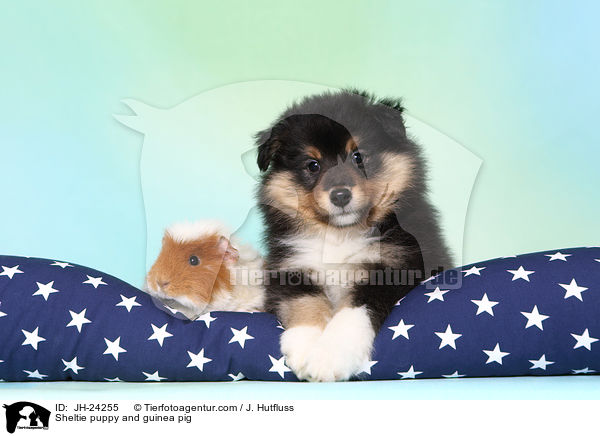 Sheltie puppy and guinea pig / JH-24255