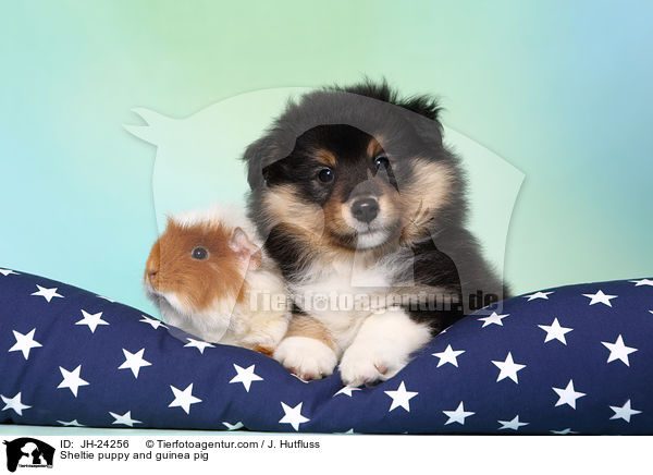 Sheltie Welpe und Meerschweinchen / Sheltie puppy and guinea pig / JH-24256