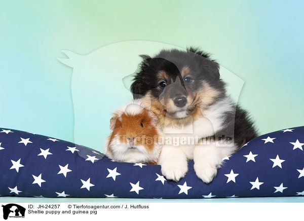 Sheltie puppy and guinea pig / JH-24257