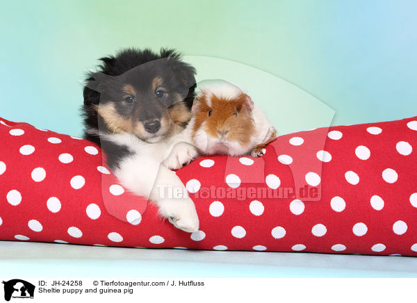 Sheltie Welpe und Meerschweinchen / Sheltie puppy and guinea pig / JH-24258