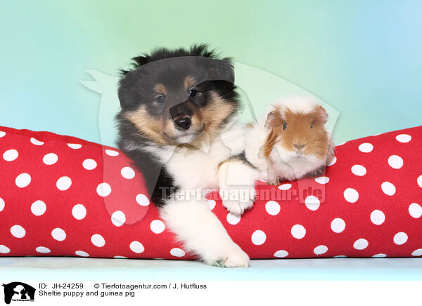 Sheltie Welpe und Meerschweinchen / Sheltie puppy and guinea pig / JH-24259
