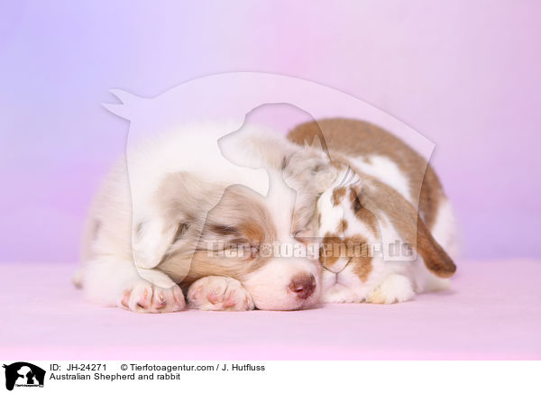 Australian Shepherd und Kaninchen / Australian Shepherd and rabbit / JH-24271