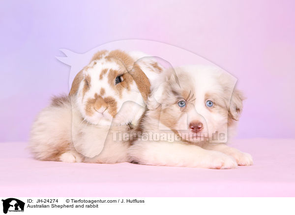 Australian Shepherd und Kaninchen / Australian Shepherd and rabbit / JH-24274