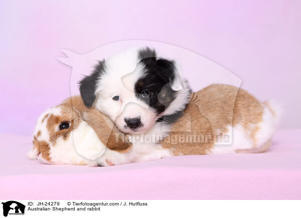 Australian Shepherd und Kaninchen / Australian Shepherd and rabbit / JH-24279