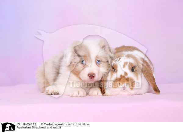 Australian Shepherd und Kaninchen / Australian Shepherd and rabbit / JH-24313