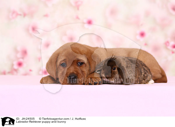 Labrador Retriever puppy and bunny / JH-24505