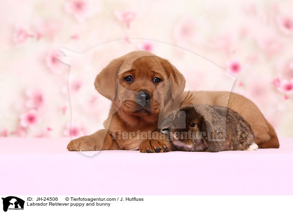 Labrador Retriever Welpe und Kaninchen / Labrador Retriever puppy and bunny / JH-24506