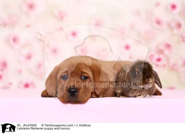 Labrador Retriever puppy and bunny / JH-24508