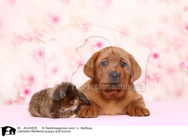 Labrador Retriever Welpe und Kaninchen / Labrador Retriever puppy and bunny / JH-24525