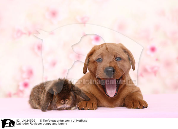 Labrador Retriever puppy and bunny / JH-24526