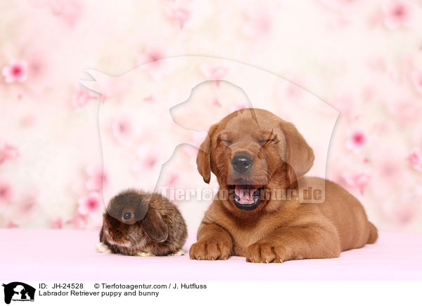Labrador Retriever Welpe und Kaninchen / Labrador Retriever puppy and bunny / JH-24528