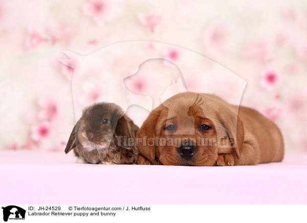 Labrador Retriever puppy and bunny / JH-24529