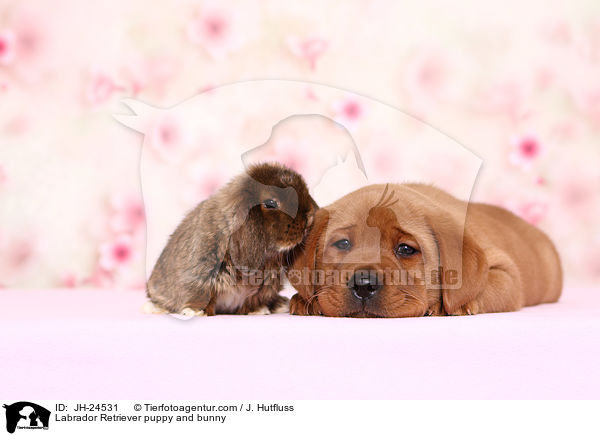 Labrador Retriever Welpe und Kaninchen / Labrador Retriever puppy and bunny / JH-24531