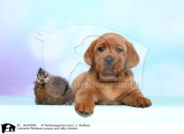 Labrador Retriever puppy and silky chicken / JH-24560