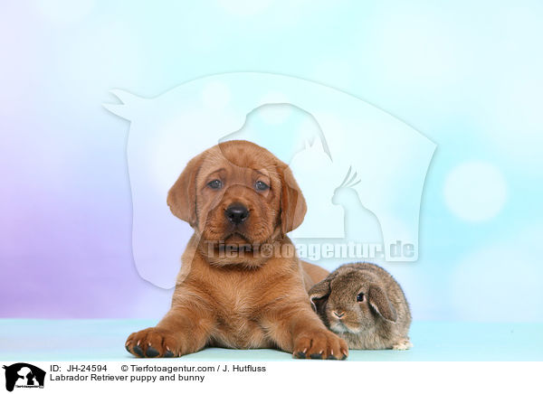 Labrador Retriever Welpe und Kaninchen / Labrador Retriever puppy and bunny / JH-24594