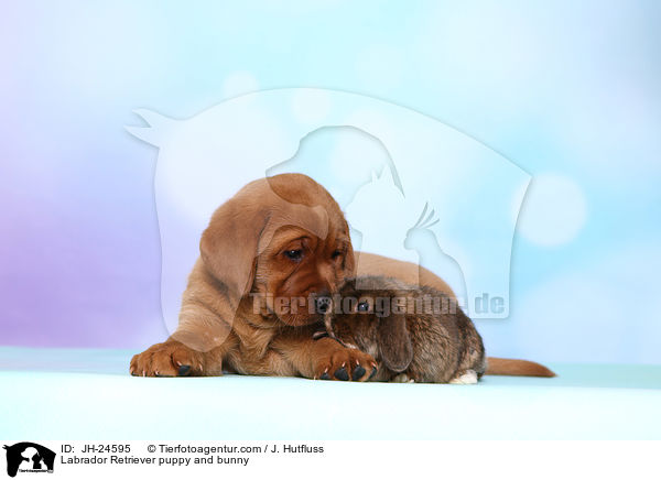 Labrador Retriever Welpe und Kaninchen / Labrador Retriever puppy and bunny / JH-24595