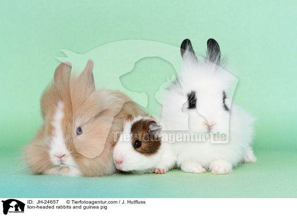lion-headed rabbits and guinea pig / JH-24657