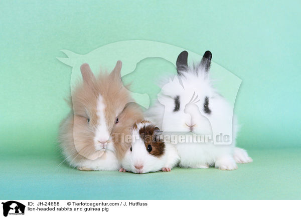 Lwenkpfchen und Meerschweinchen / lion-headed rabbits and guinea pig / JH-24658