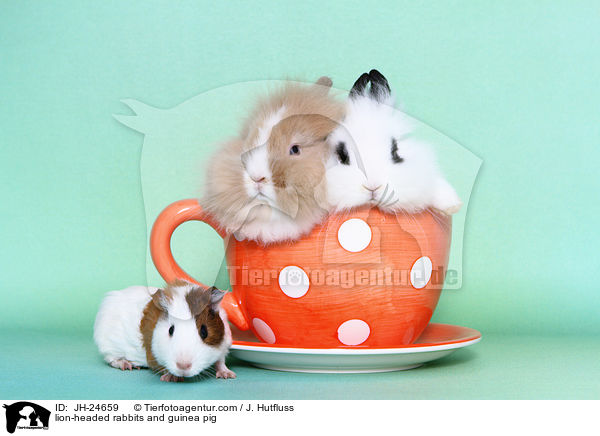 lion-headed rabbits and guinea pig / JH-24659