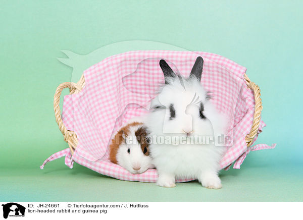 lion-headed rabbit and guinea pig / JH-24661