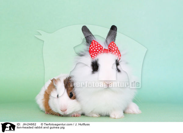 lion-headed rabbit and guinea pig / JH-24662