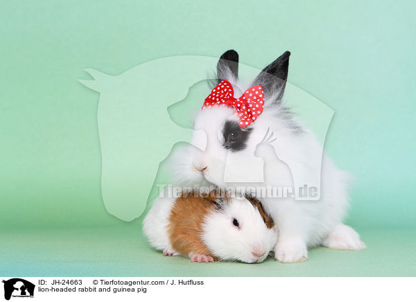 lion-headed rabbit and guinea pig / JH-24663