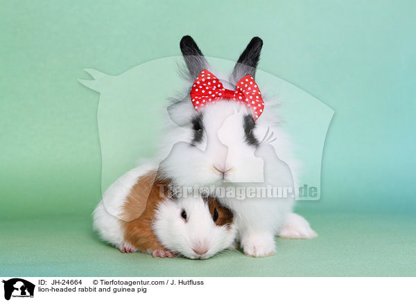 lion-headed rabbit and guinea pig / JH-24664