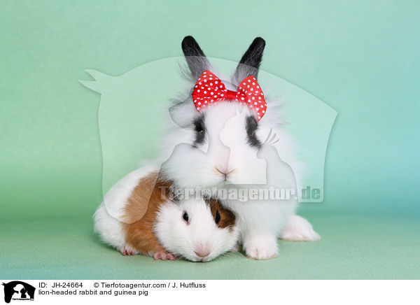 Lwenkpfchen und Meerschweinchen / lion-headed rabbit and guinea pig / JH-24664