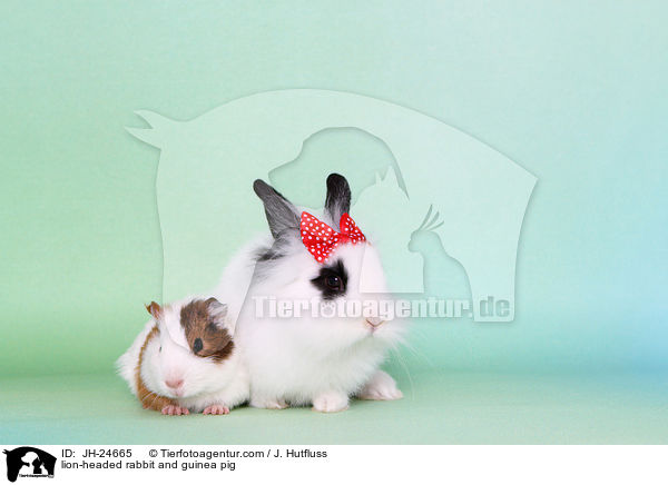 Lwenkpfchen und Meerschweinchen / lion-headed rabbit and guinea pig / JH-24665