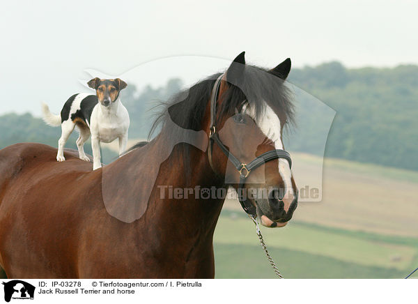 Jack Russell Terrier and horse / IP-03278