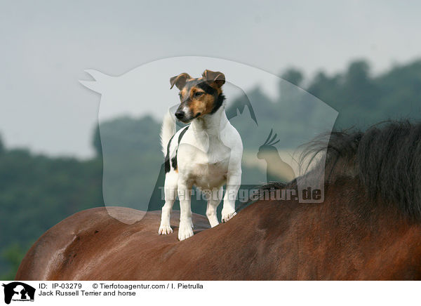 Jack Russell Terrier and horse / IP-03279