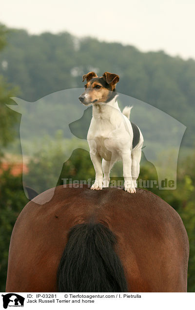 Jack Russell Terrier and horse / IP-03281
